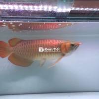 Huyết fullyred size 50