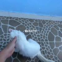 BÁN MÈO MÃNH GIỐNG ĐỰC