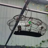 Bán chim ốc mít