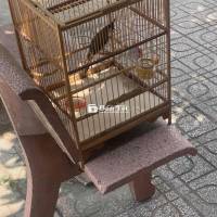 Chào Mào Ai Sổng - Bán Nhanh 400k (Có Lồng Kèm)  