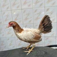 Simon ASIL Đang Kêu Ổ Đẻ - Chuẩn Bị Lứa So, Trạng Đẻ 9LG5  