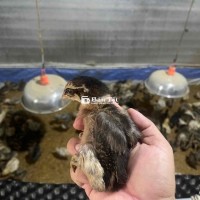 Giống Gà Nòi Bến Tre - Khỏe Mạnh, Sinh Trưởng Tốt