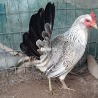 Nòi  mỹ  Hatch
