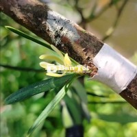 Vạn niên tùng ghép đọt vàng tài lộc