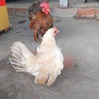 Cặp serama sinh sản