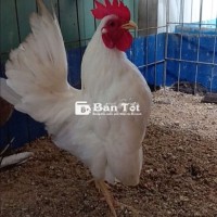 Cặp Serama Gần Sổ Bán