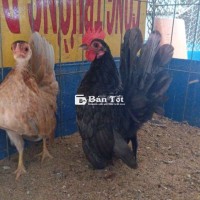 Cặp Gà Serama Khỏe Mạnh, Trên 4 Tháng Tuổi