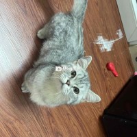 Bán mèo Munchkin Đực 5 Tháng tuổi