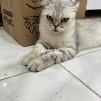 gả bé silver cái trưởng thành