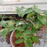 Giảo Chùm Bình Lợi - Giao Lưu Cây Giống Chất Lượng