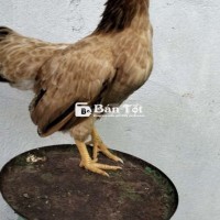 Gà Tre Bắc Sắp Chịu Trống - Chia Lại Anh Em Cần  