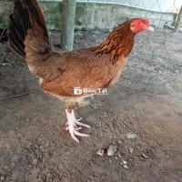 Mai Nòi Siu Mi Nghĩ Nuôi Thanh Lý - Giá Tốt Cho Ae Đam Mê  