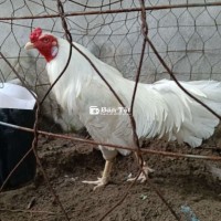 Gà Úa Chân Trắng, Mỏ Trắng 3k140