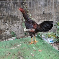 1kg6 Tơ Zing - Gà Tre Tơ Đẹp, Ae Hợp Thì Alo!  