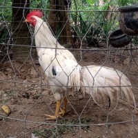 thái mỹ tơ 2,5kg