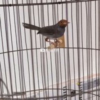 Sâu đầu đỏ 6 tháng lồng