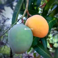 Cần Tuyển Người Chăm Sóc Cây Kiểng