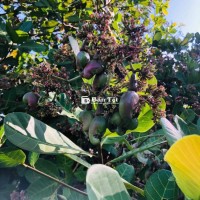 Cần Bán Gấp Đất Trồng Điều & Cao Su - Bình Phước