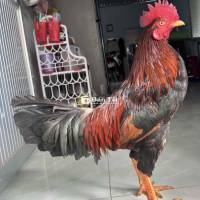 đều asiu mỹ tay cục 2ki9