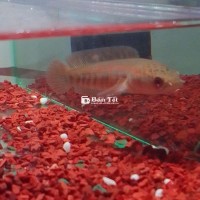 Cá lóc vay rồng đỏ rét barito u10.11