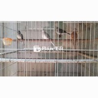Combo 8 cu kim cương tơ - 1.8 triệu