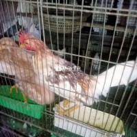 Gà Bướm Đỏ Siêu Mỹ & Gà Điều Siêu Lai Cuban