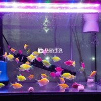 Cánh Buồm Dạ Quang - Khuyến Mãi Cực Sốc Nhân Dịp 30/4!