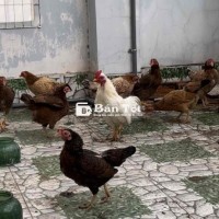 Gà mái tre Bắc Cộc TP.HCM Quận Bình Tân