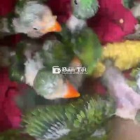Vẹt