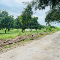 Cần bán gấp 2 sào đất trồng mít - Chỉ 360 triệu!