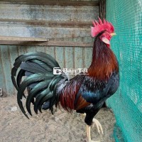Cần người đổ gia công bộ nọc peru thái mỹ