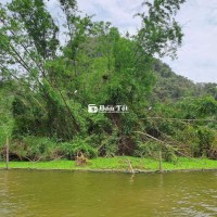 Em Bán Mèo Không Giấy Tờ