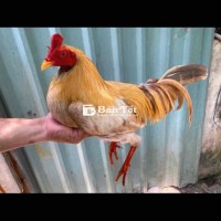 Gà Khét Sữa Cuban Mỹ Trạng Đẹp