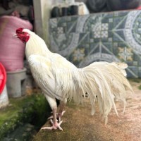 Úa Thái Mỹ Tơ 3kg - Bổn Hay, Tay Tốt, Lường Dài, Khung Xương Lớn  