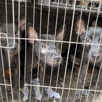 Bán 4 bé đen mun thuần