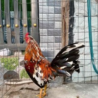 Bông trạng 1kg250000000