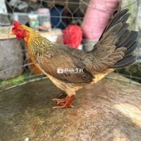 Mái Sill Mỹ Tơ So Bổn - Chất Lượng Cao, Đẻ Tốt  