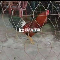Gà hiện 2kg6 tay ok xem hình ảnh video đánh giá ạ.