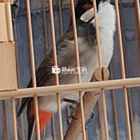 Mào bộ khủng siêu lân tê hầu bò hay nẹc