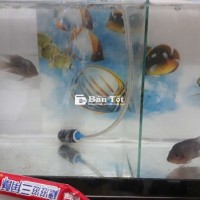 Cá La Hán + Hồ Cá Đẹp, Giá Tốt!