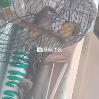 qoăch chuyền dợt lụp