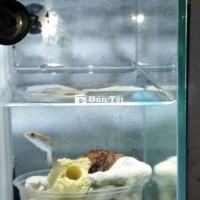 Cá Lóc Tiểu Hoàng Đế Size 5cm -7cm