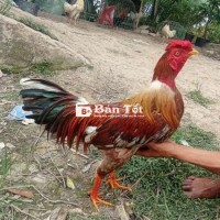 2kg8 trạng trên 3kg tay tốt có clip xổ