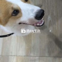 tìm chủ mới cho bé