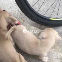 cho 2 bé cún ở Tân Vạn, Biên Hoa