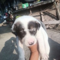Nhà mới đẻ 5 em bé chó cần tìm chủ mới