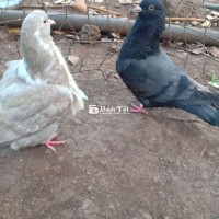 Bồ câu gà loại lớn