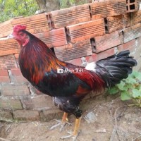 Bông 3kg5