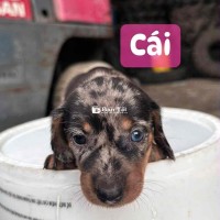 Em còn 3 bé cái ạ