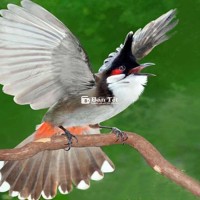 Tìm chào mào trống nghe hót ưu tiên tật lỗi